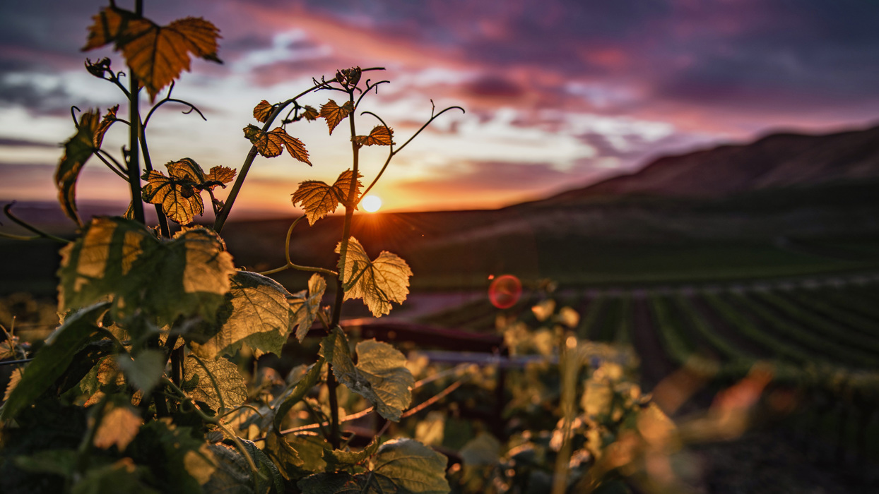 Sunset over vineyard