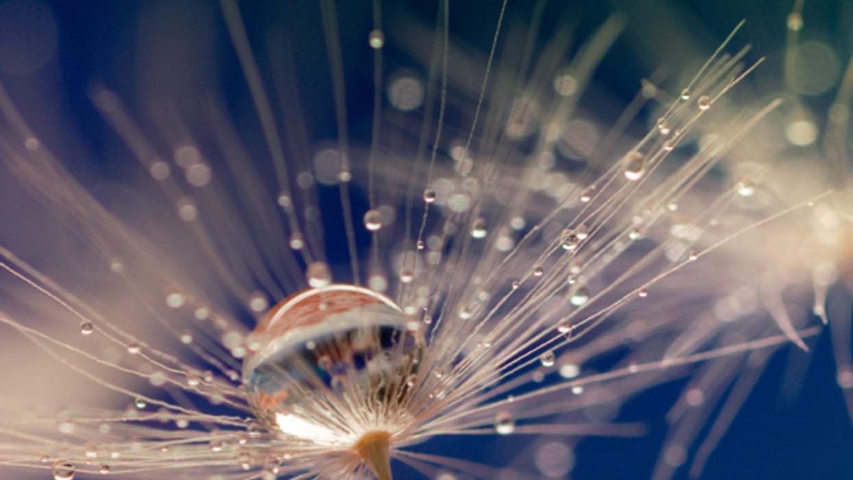 Dandelion seed with droplet of water