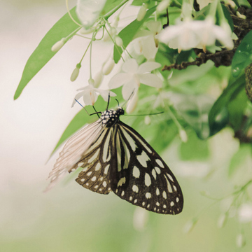 Butterfly on a white flower