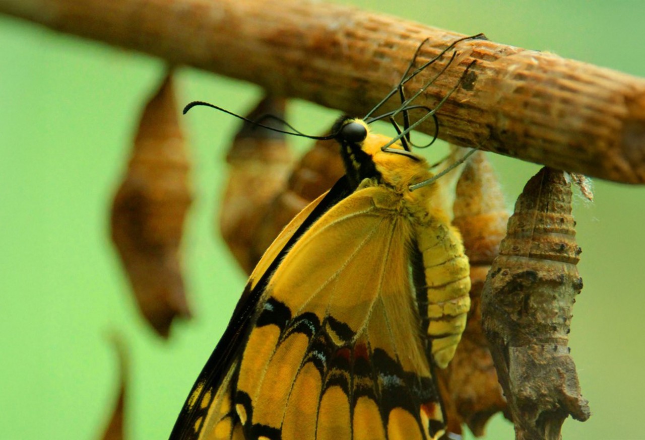 Yellow and black butterfly