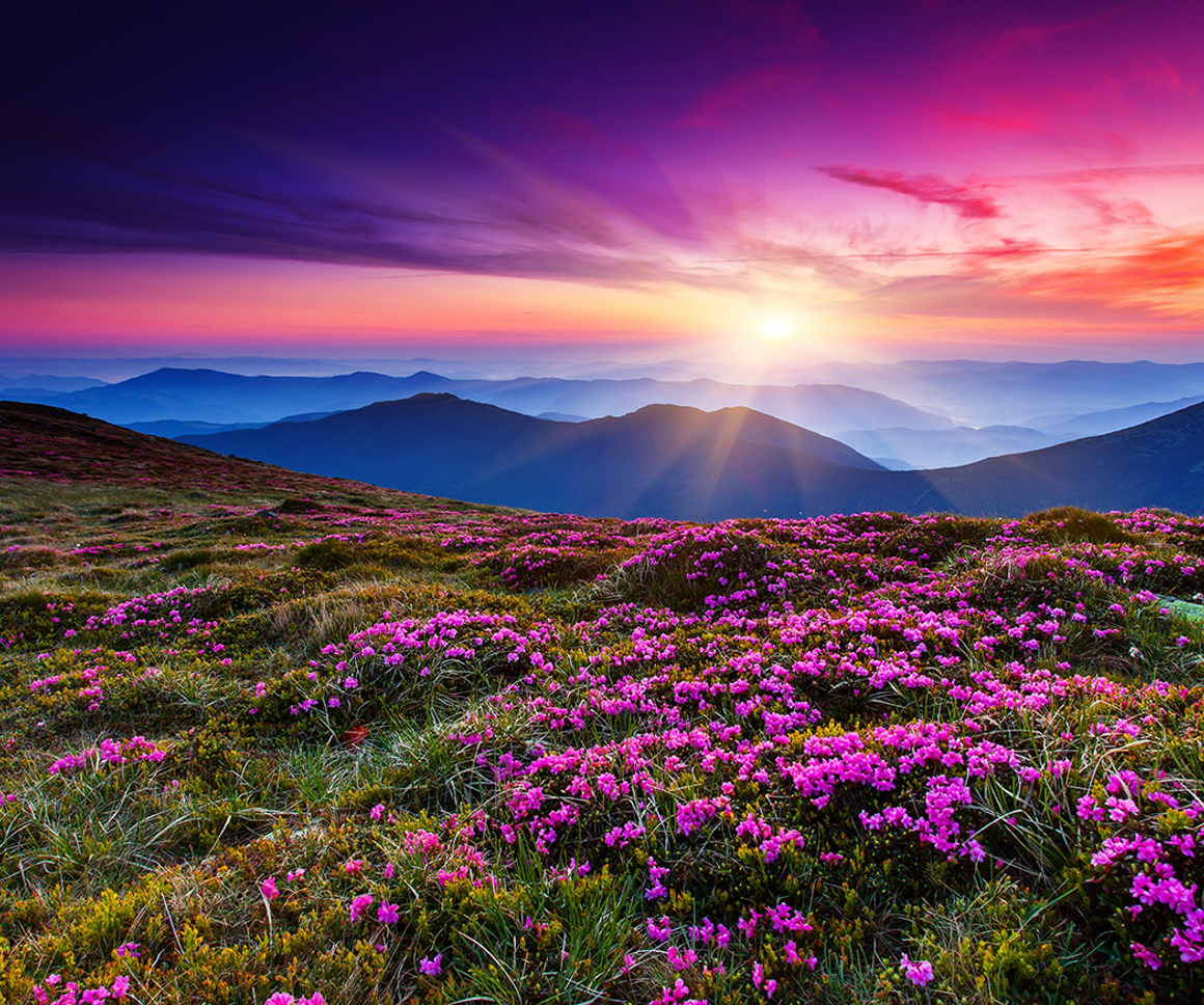 Purple field of flowers with mountains and sunset in the background