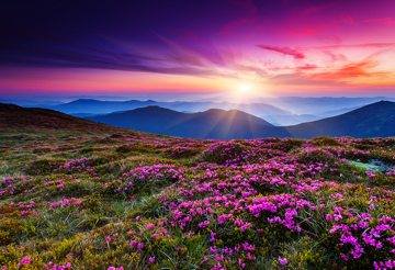 Purple field of flowers with mountains and sunset in the background