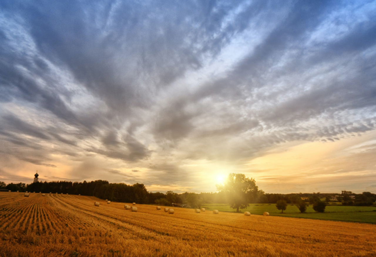 Field of hay bales at sunrise