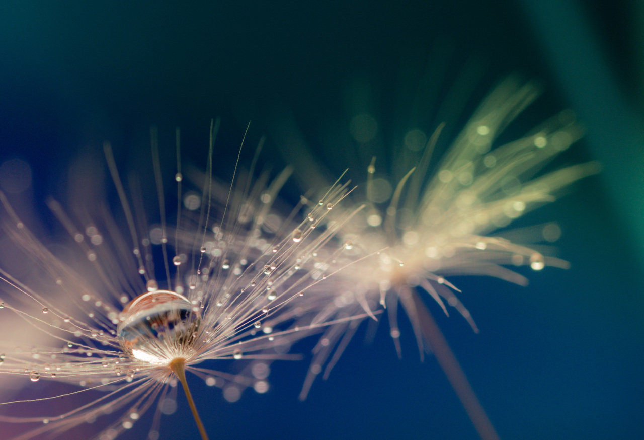 Water drop on dandelion