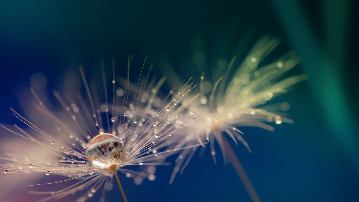 Water drop on dandelion