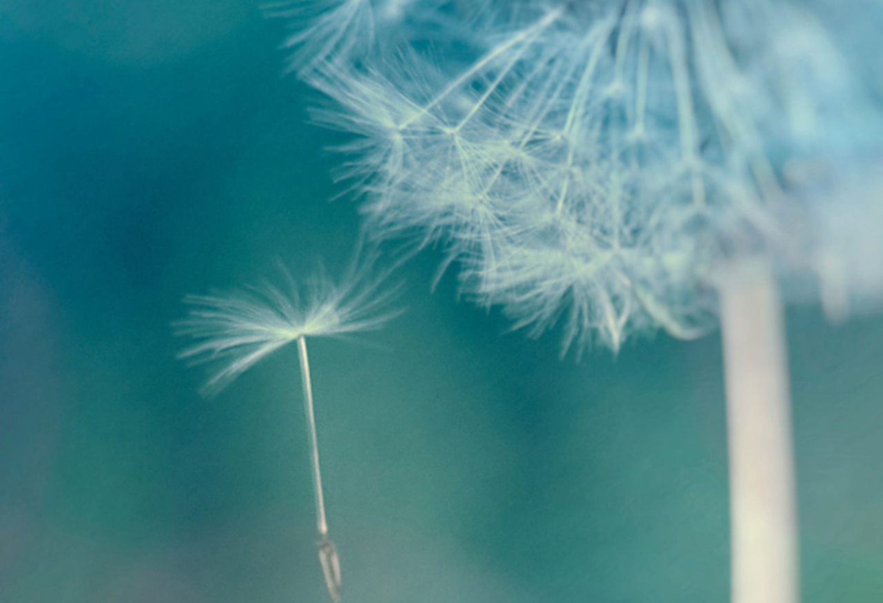 Dandelion seed floating