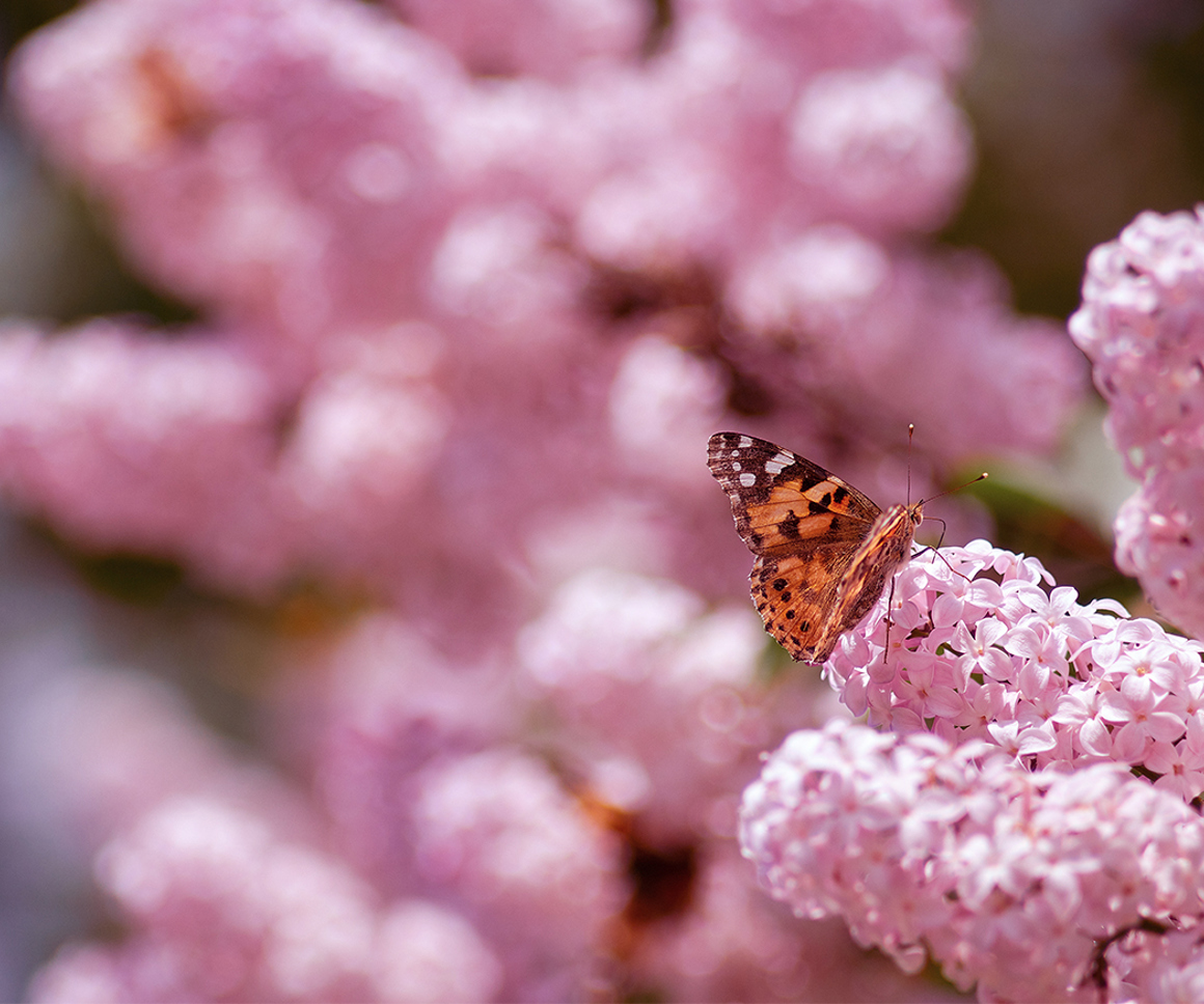 Butterfly on pink flowers