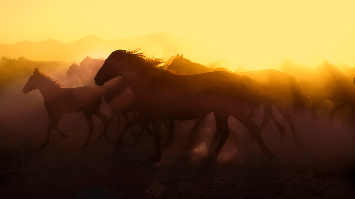 Herd Of Wild Horses
