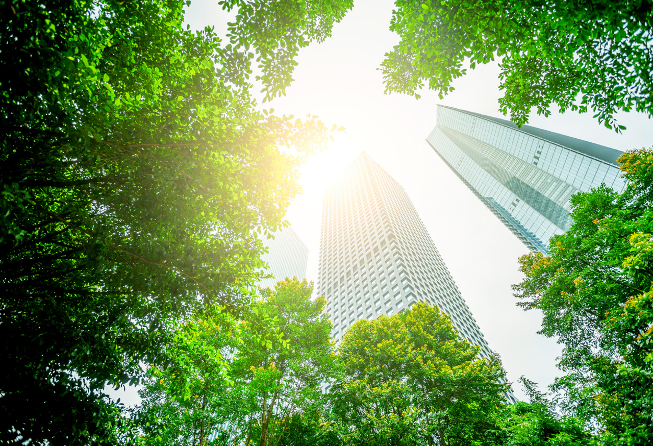Looking Up At Trees And Commercial Buildings