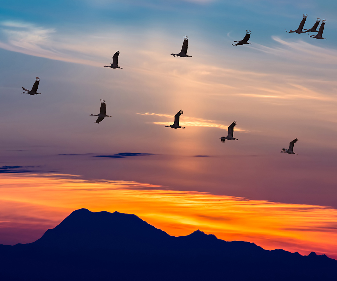 Geese flying with sunset behind