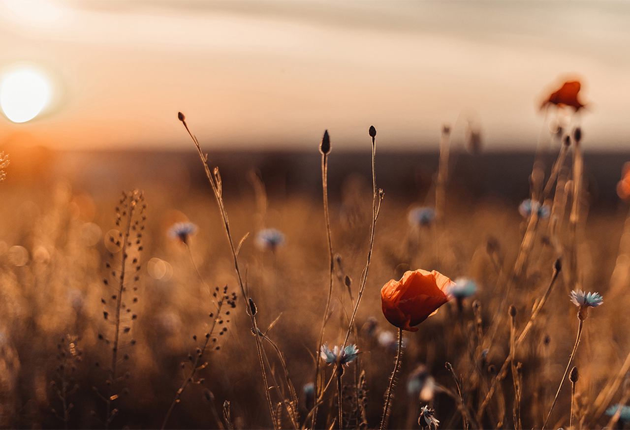 Wildflower field in autumn