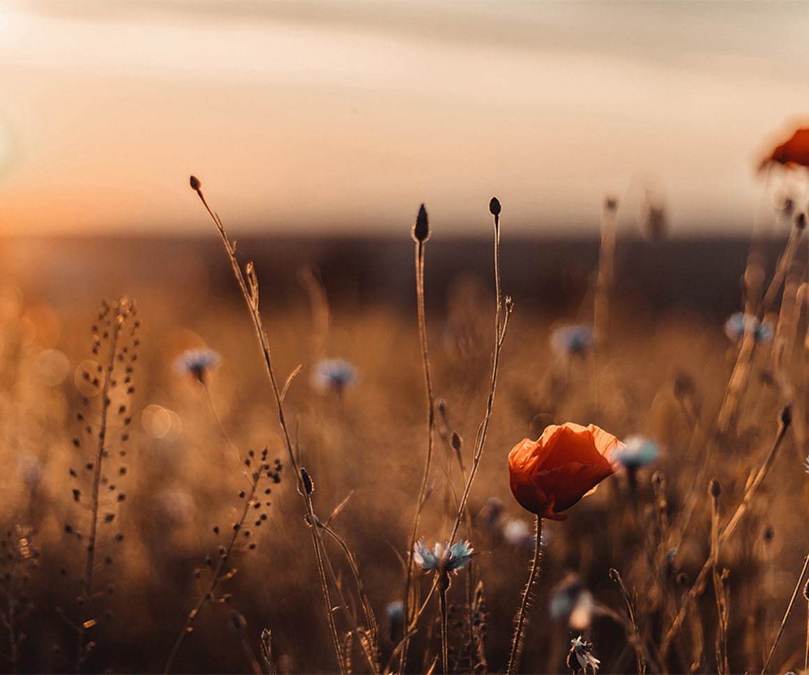 Wildflower field in autumn