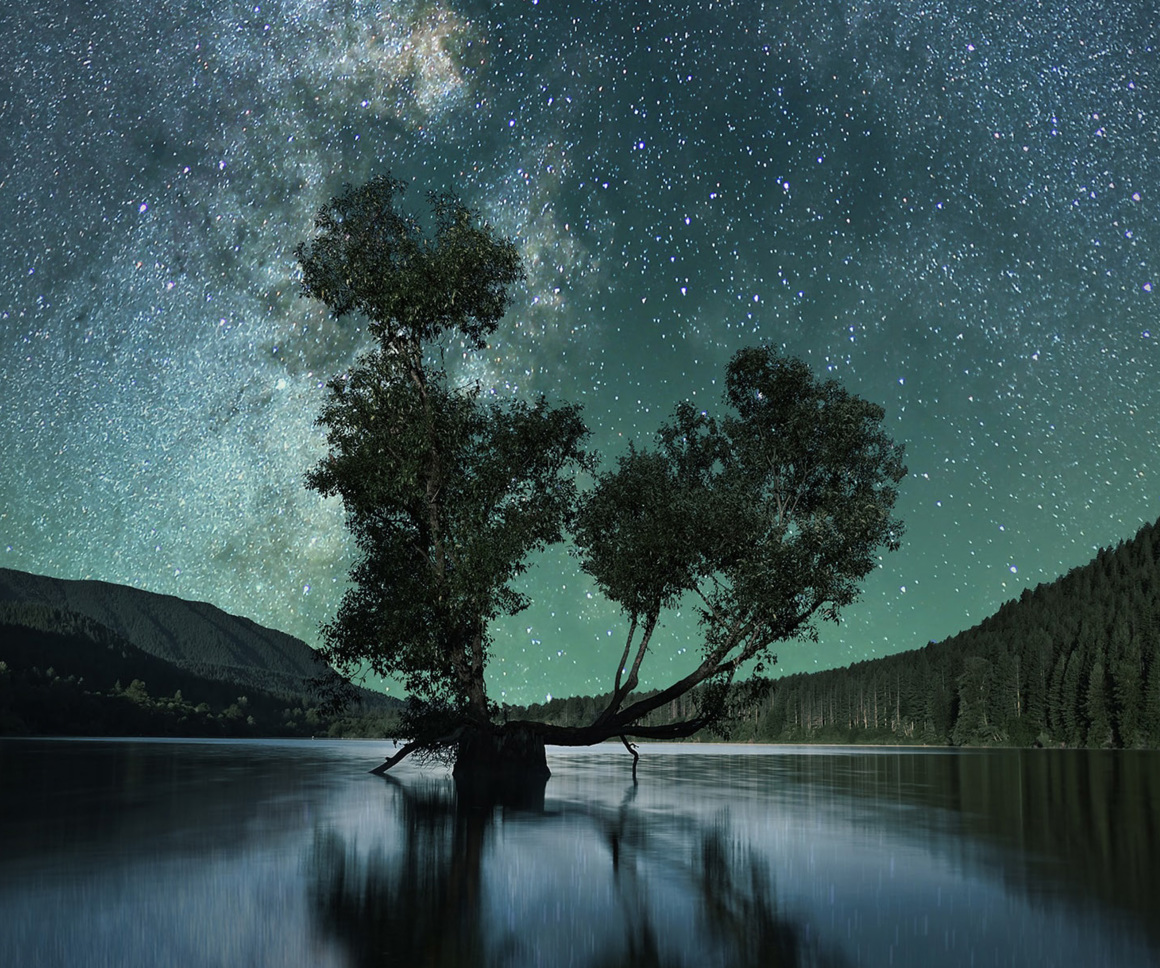 Tree in lake at night