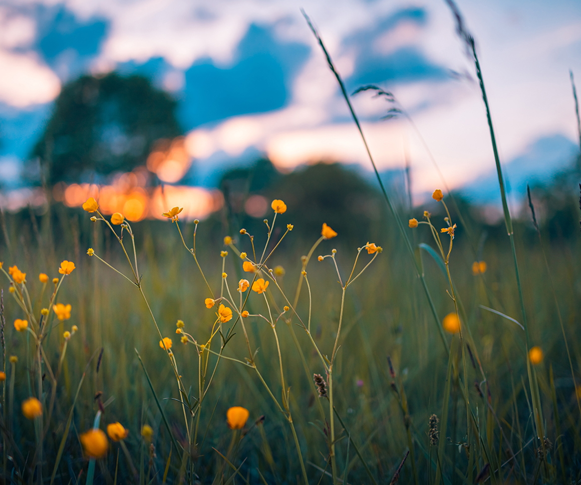 Yellow flowers in a field