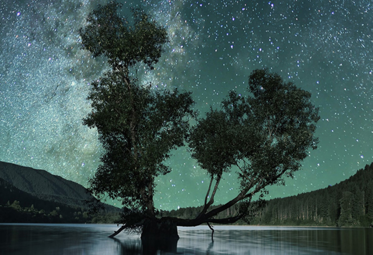 Tree in a lake at night
