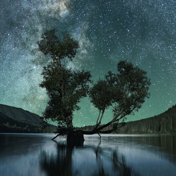 Tree in a lake at night