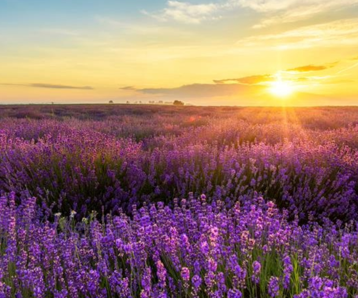 LCP stewardship report 2025