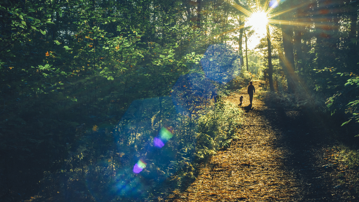 Woodland Walk With Sunlight Through Trees