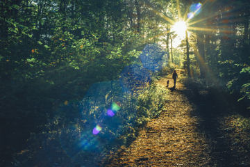 Woodland Walk With Sunlight Through Trees