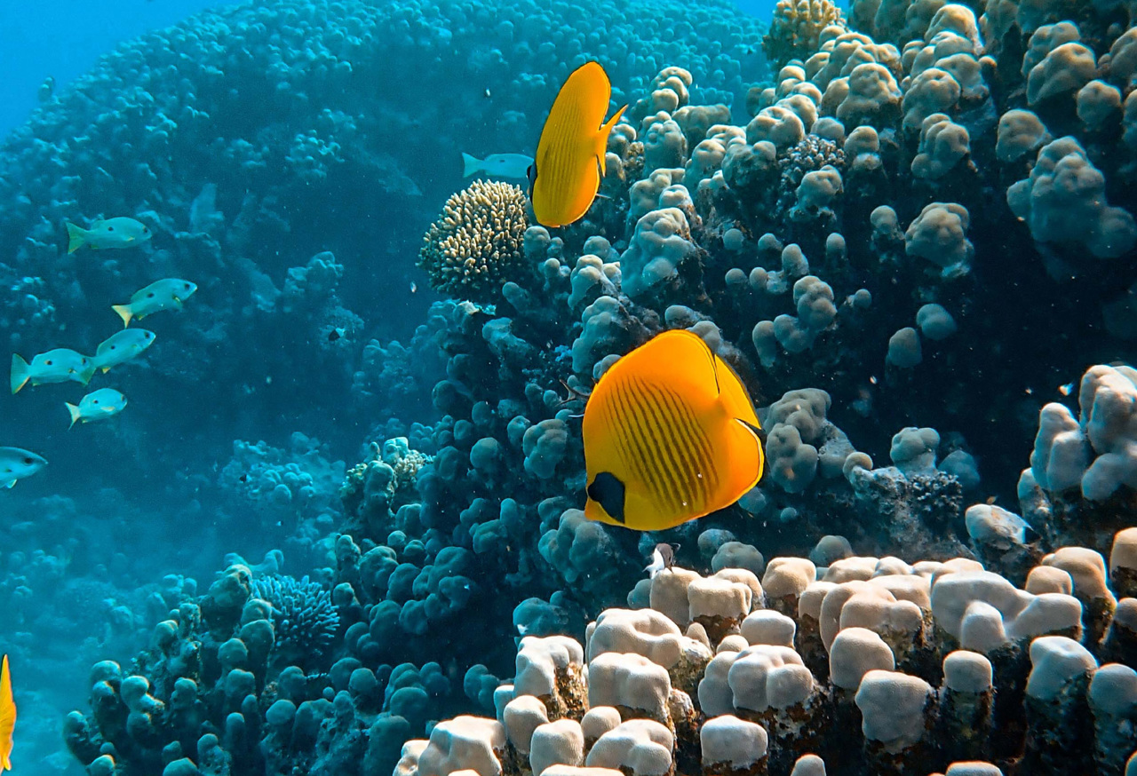 Yellow fish near coral