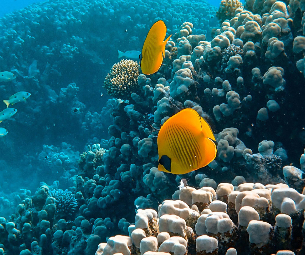 Yellow fish near coral