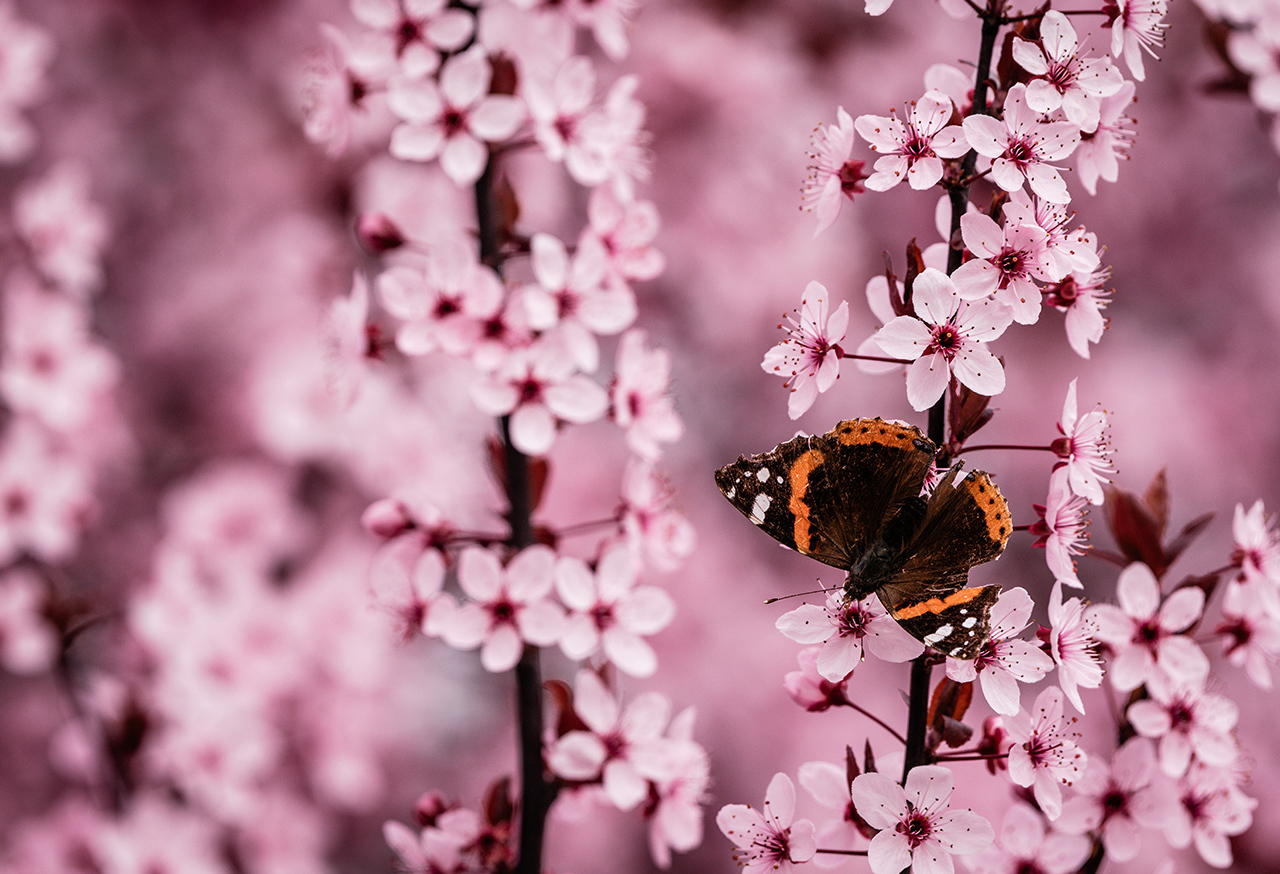 Butterfly on pink flowers