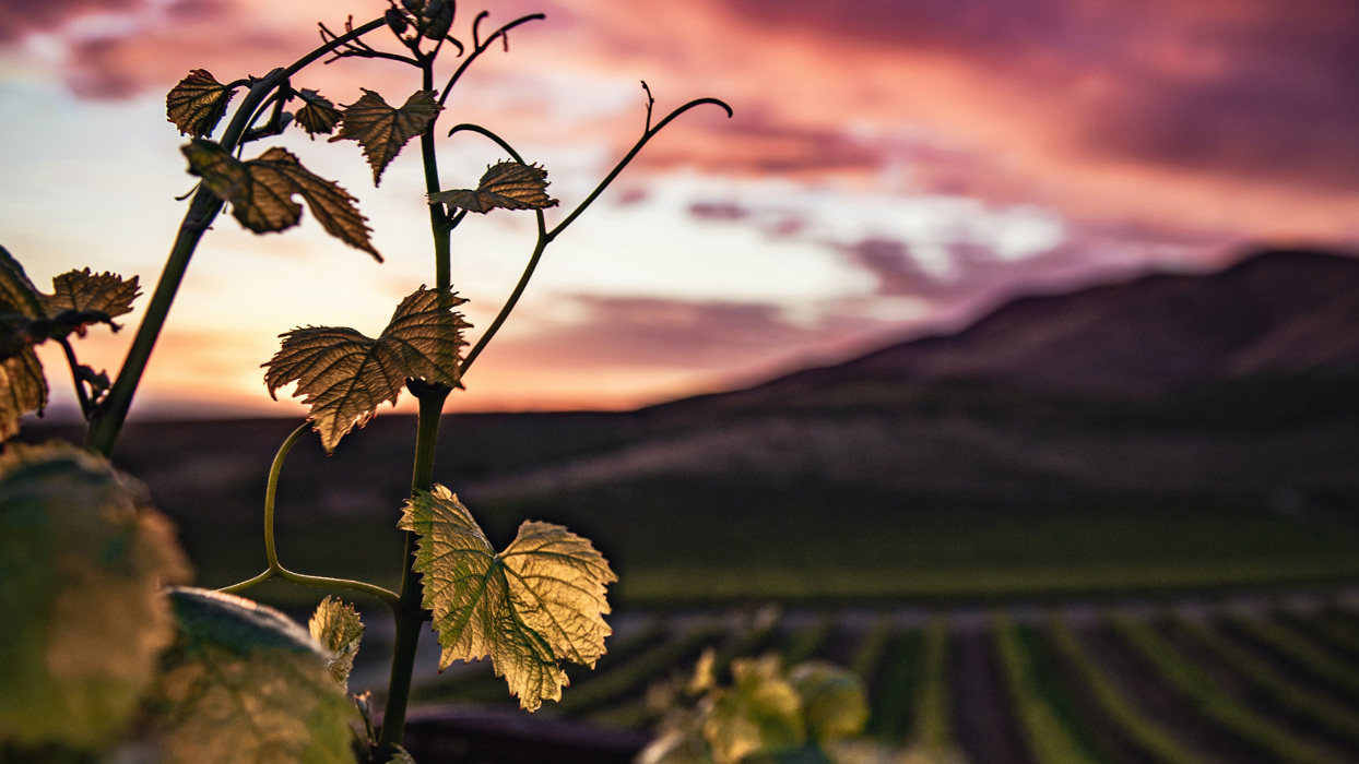 Sunset through vines