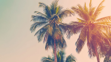 California Palm Trees