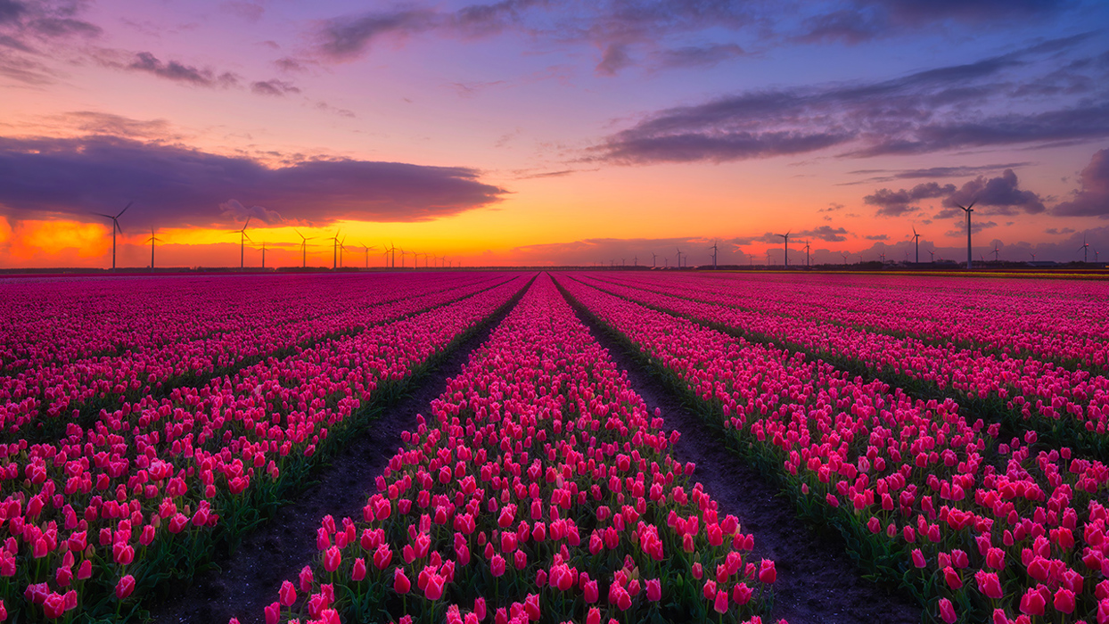 Field of flowers at sunset