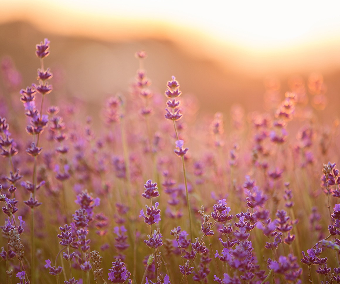 Field of lavender