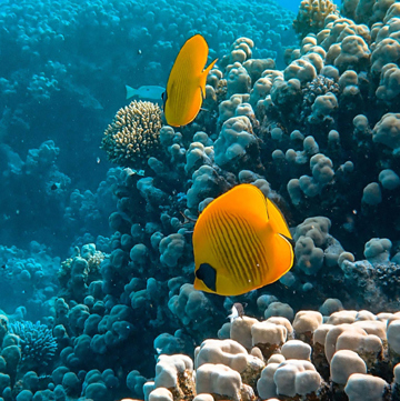 Yellow fish swimming near coral