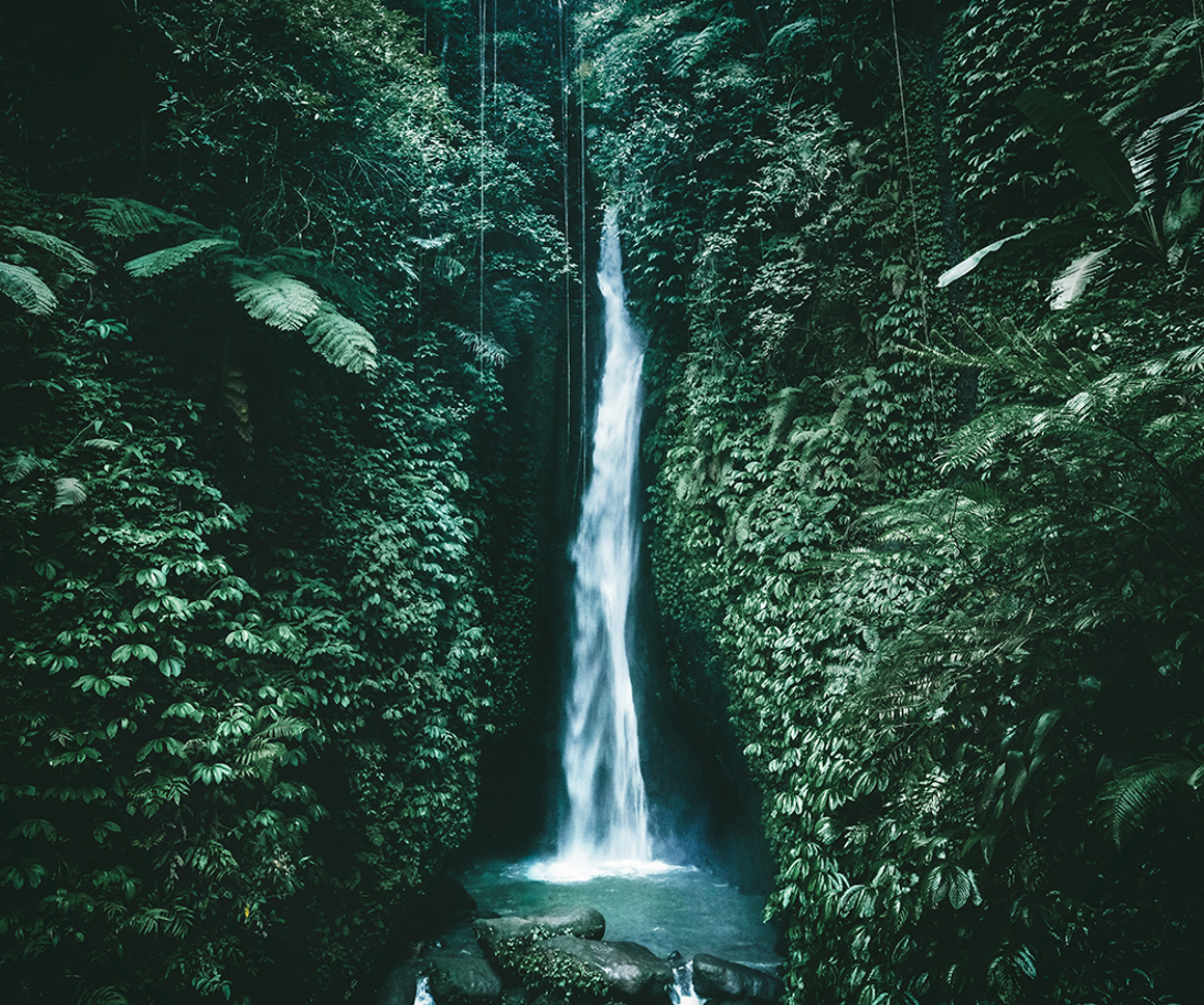 Waterfall in a lush forest
