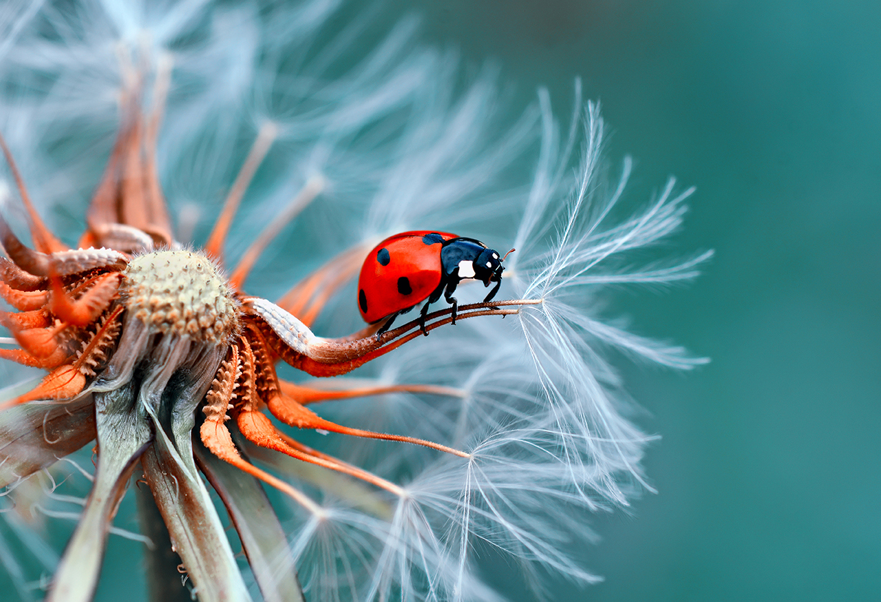 Ladybird on a flower