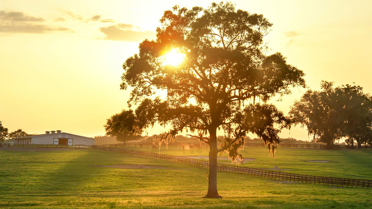 Tree On Farm Land