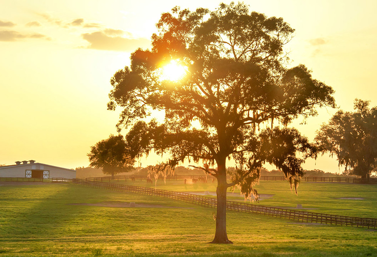 Tree On Farm Land