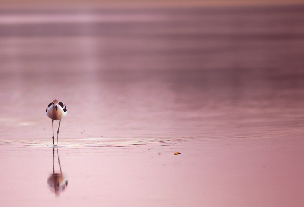 Bird on a beach