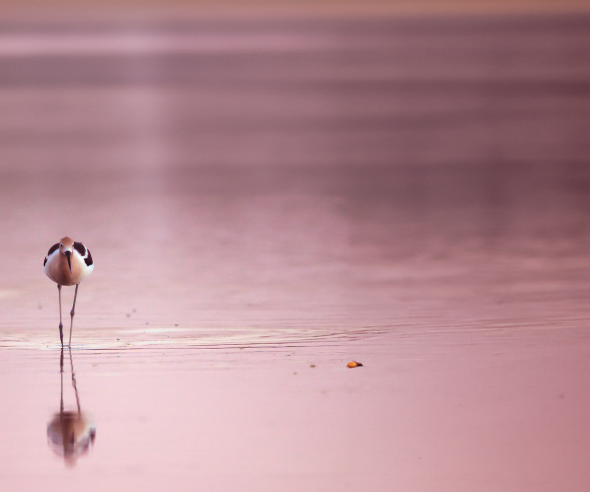 Bird on a beach