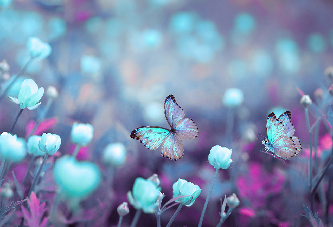 Butterflies in flowers