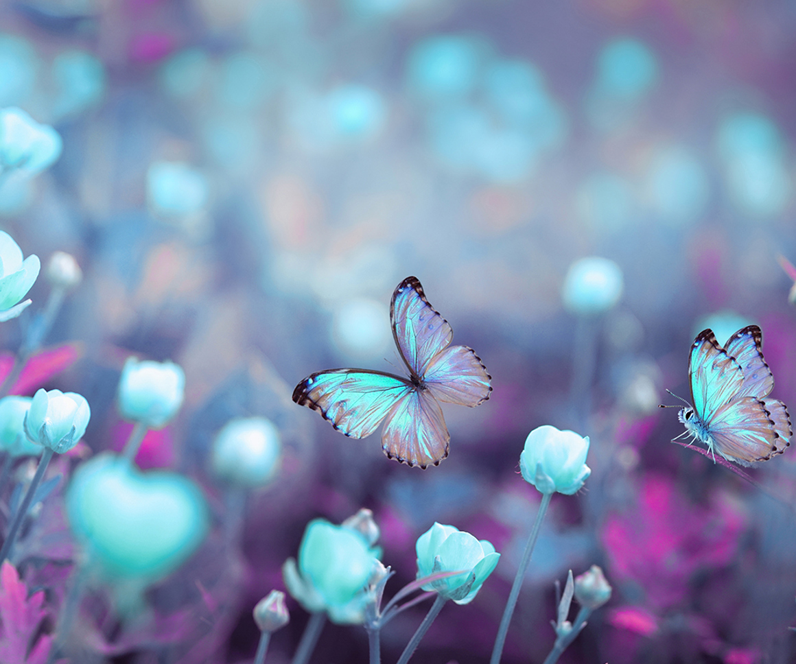 Butterflies in flowers