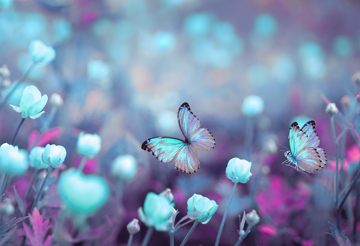 Butterflies in flowers