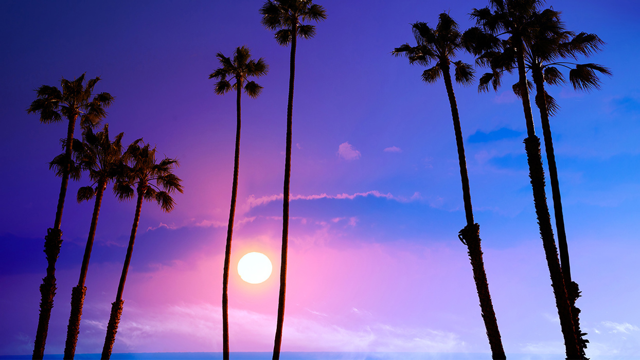 Palm Trees At Sunset