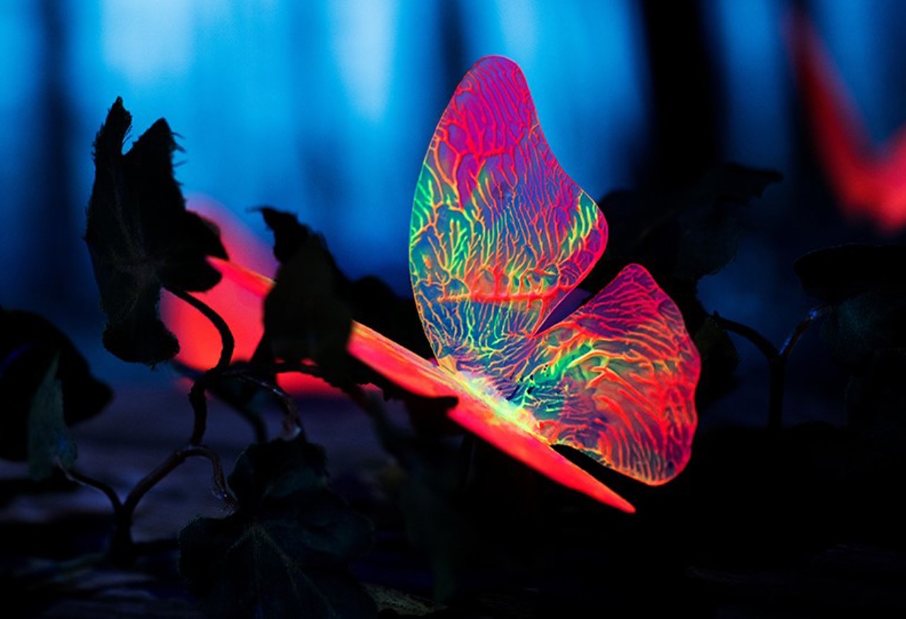 Colourful butterfly