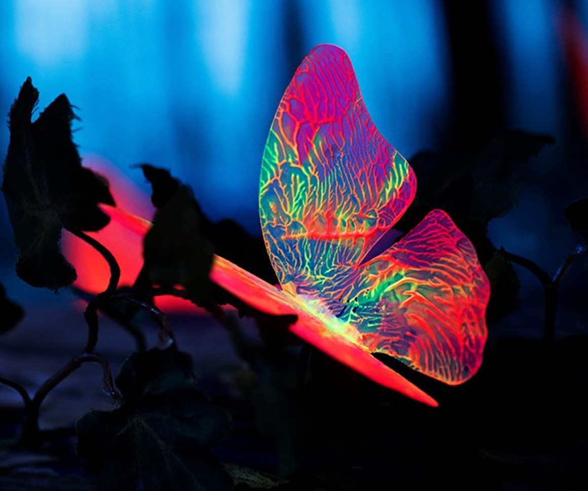 Colourful butterfly