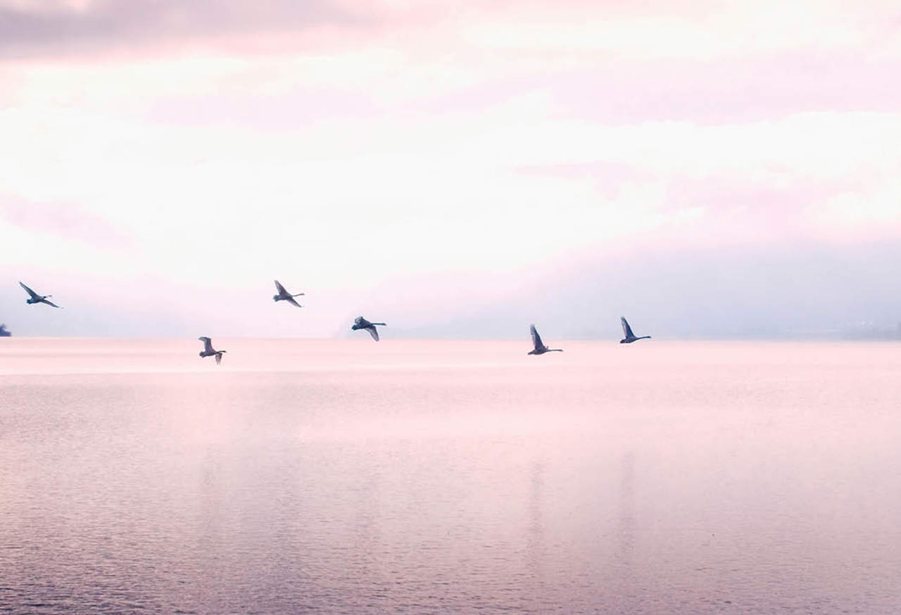 Bird flying over a lake