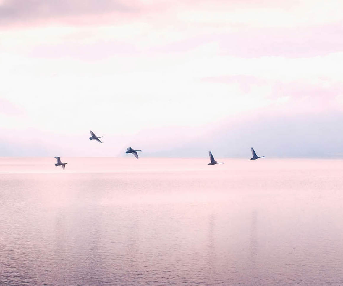 Bird flying over a lake