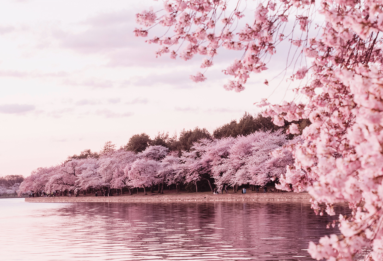 Cherry blossom next to a lake