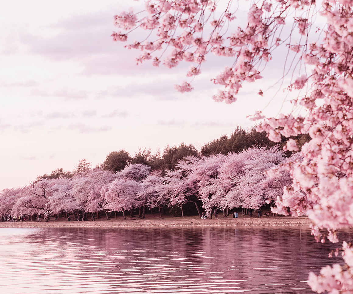 Cherry blossom next to a lake