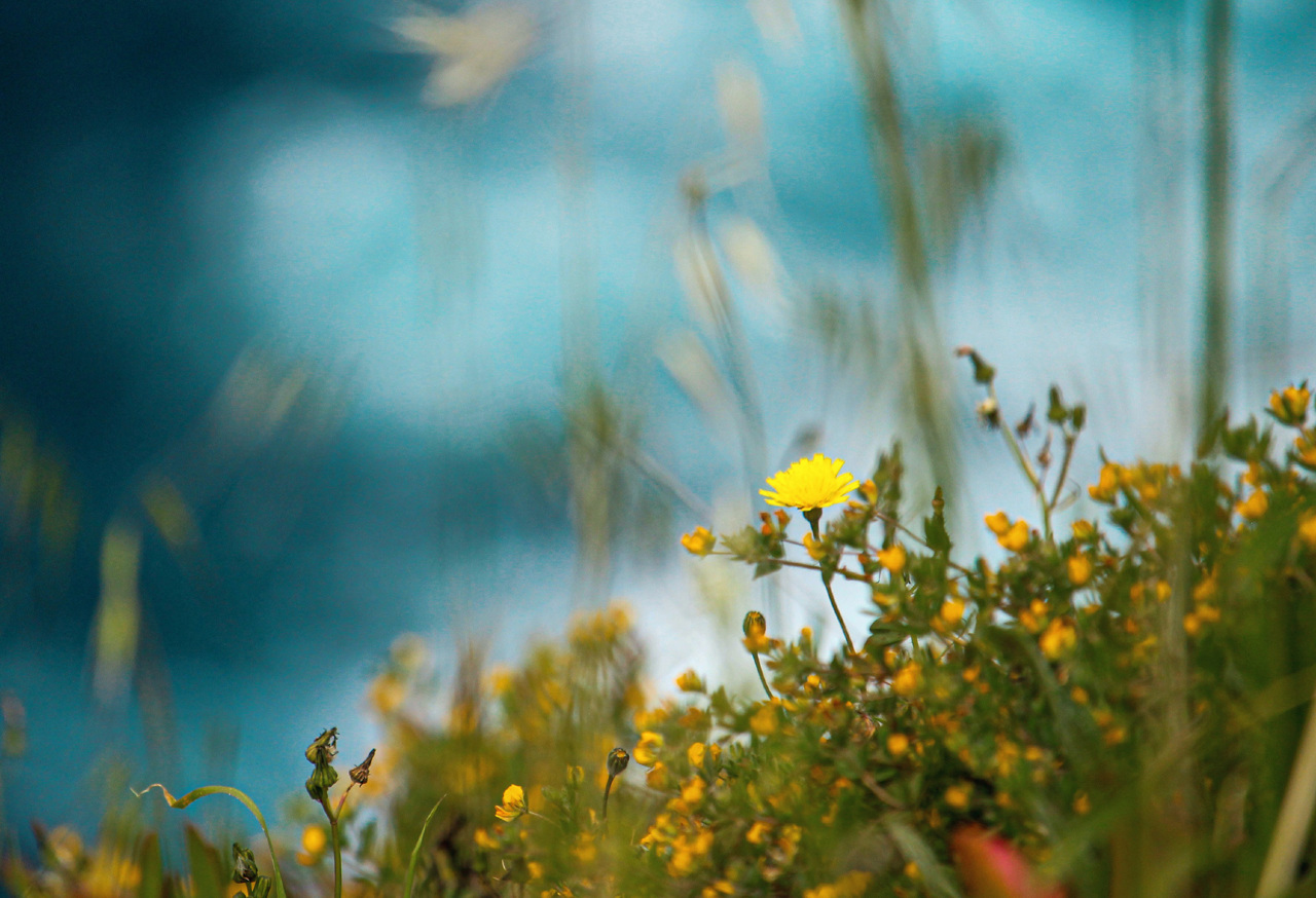 Yellow wildflowers