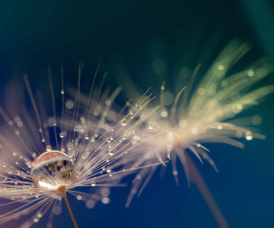 Dandelion seeds with droplet of water