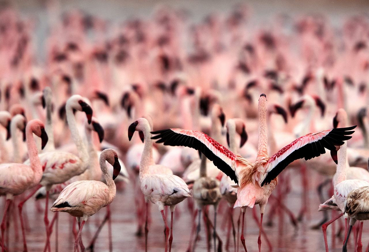 Flamingo with outstretched wings